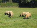 2014-09-15 10-18-55 Sur les rives du Bourdon MWi